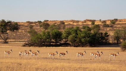 Springbok in the Kgalagadi