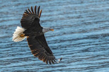 Bald Eagle (Haliaeetus leucocephalus) on the Hunt