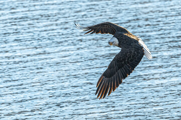 Bald Eagle (Haliaeetus leucocephalus) on the Hunt