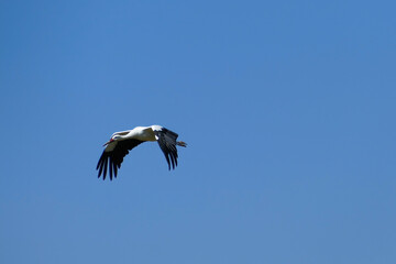 Stork in flight in front of a blue sky around Greifensee, Zürich, Switzerland