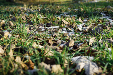 During the thaw, young green grass grows through the melting snow