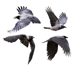flying four dark crows with large black wings