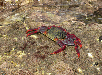 Moorish  Crab or Red Crab. (Grapsus adscensionis). Tenerife Island. Canary Islands. Spain. 