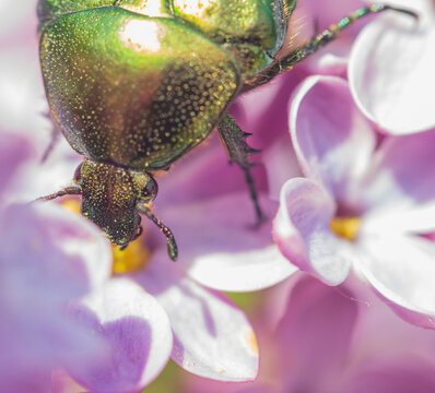 beetle (Cetonia aurata) on lilac petals, macro