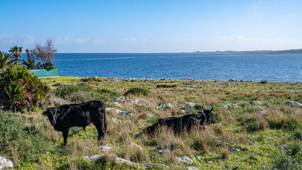 Black cows grazing on the meadow with sea on the bottom. San Vito Lo Capo, Sicily, Italy.