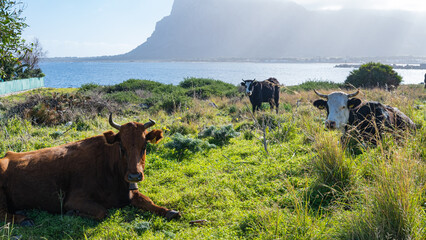 Cows grazing on the meadow with sea on the bottom. San Vito Lo Capo, Sicily, Italy.