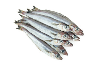 Fresh blue whiting. Group of blue whiting on a white background. Copy space.Micromesistius poutassou