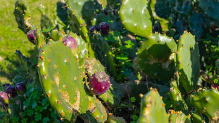 prickly pear plant with unripe purple fruits