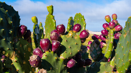 prickly pear plant with unripe purple fruits