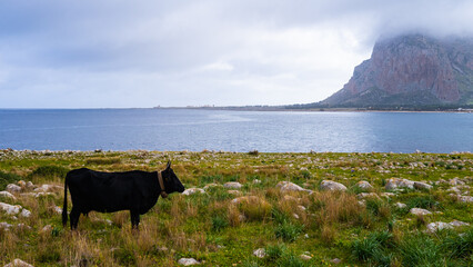 Black cow on meadow with sea behind. San Vito Lo Capo, Sicily, Italy. View with sea and Monte Capo Monaco