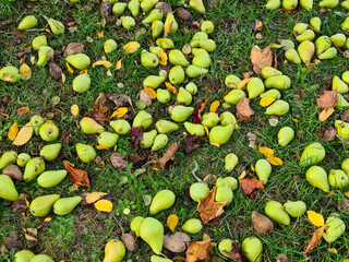 Fallobst im Herbst, Birnen