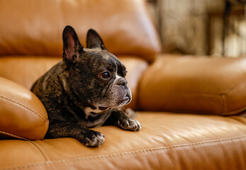 French bulldog couch