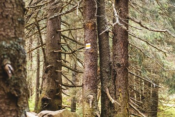 Old dry trees in the forest killed by bark beetle. Climate changes and biodiversity loss.