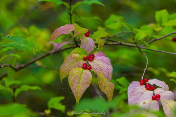 Leaves and Berries