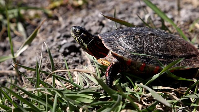 Painted turtle walking in grass slow motion