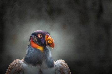 Closeup Portrait of a King Vulture (2)