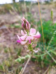 Sainfoin cultiv&eacute; - Onobrychis viciifolia