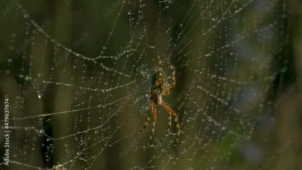Poster close-up of spider on web with dew. creative. beautiful wild spider on web after rain. macrocosm of 