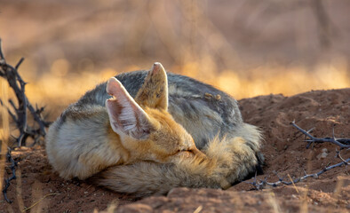 Sleeping Cape Fox in the Kgalagadi