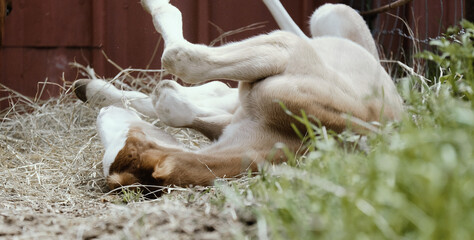 Colt foal horse rolling in hay on farm outdoor with shallow depth of field. © ccestep8