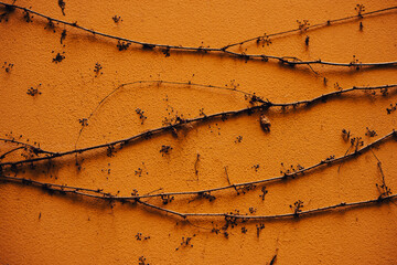 Gałązki uschnięte na pomarańczowej ścianie