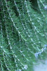 Salvia Rosmarinus. Green spring branches .Believable beautiful green natural background. Beauty in nature. Rosmarinus officinalis. Selective focus. Spring