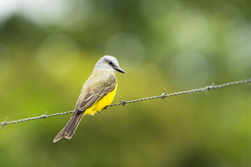 Tropical Kingbird