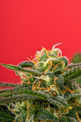 Obraz premium Detail of a bud of a Super Bud cannabis plant isolated on red