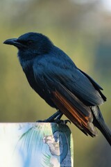 Red winged Starling