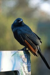 Red Winged Starling