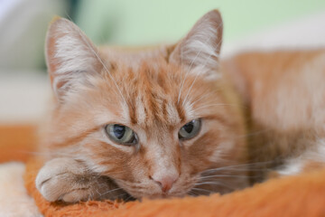 portrait of a cat with a eyes