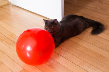 High angle view of grey cat lying down on hardwood floor staring intently at red balloon