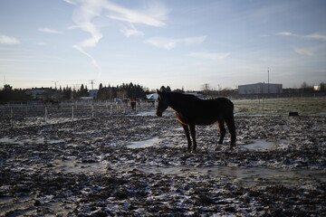 Koń brązowy stoi na wybiegu zimą 