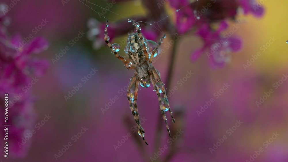 Poster spider on web with dew in summer meadow. creative. wild spider on web after rain in summer meadow. s