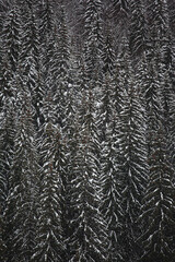 Pine trees covered with snow on the mountain slopes. Conifers in winter. Winter landscape.