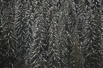 Pine trees covered with snow on the mountain slopes. Conifers in winter. Winter landscape.