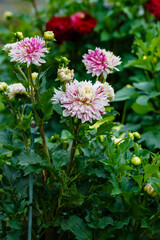 Georgina, also dahlia ( lat. Dahlia ), is a genus of perennial herbaceous plants. Autumn large brightly colored flowers in garden.