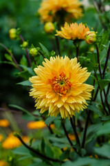 Georgina, also dahlia ( lat. Dahlia ), is a genus of perennial herbaceous plants. Autumn large brightly colored flowers in garden.