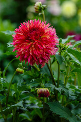  Georgina, also dahlia ( lat. Dahlia ), is a genus of perennial herbaceous plants. Autumn large brightly colored flowers in garden.