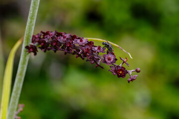 Fly (insect) in flowers of veratrum nigrum in garden