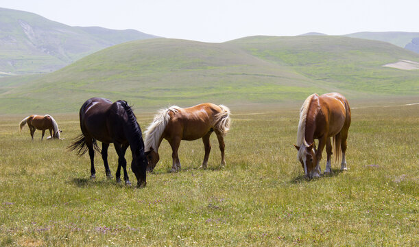 caballos pastando en la pradera