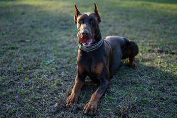 Doberman dog lies on a green lawn