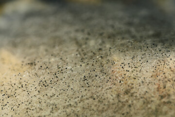 Selective focus, textural surface background in threads and spores of mold on products, close-up