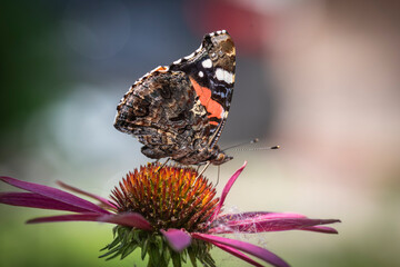 Butterfly Admiral on a pink flower closeup