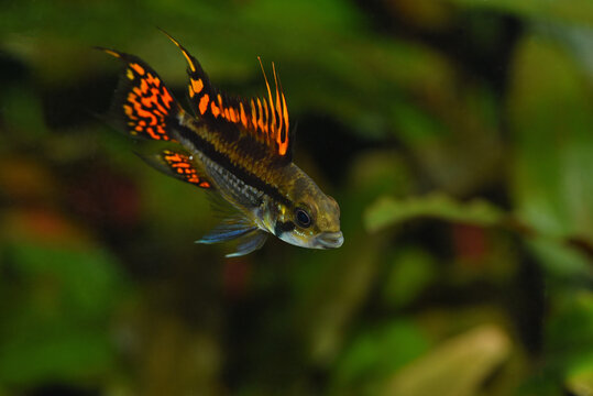 Apistogramma Dwarf Cichlid