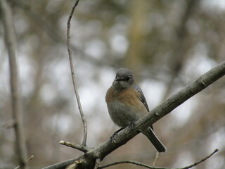Robin in the Woods