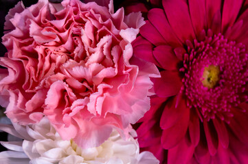 Pink carnation and pink aster flower, on dark background. Flowers, love, valentines day