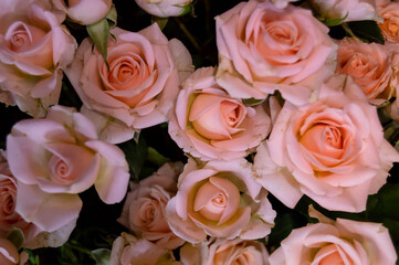 Fototapeta na wymiar Pink roses on a dark background. Top view. Flowers, love, Valentine's Day