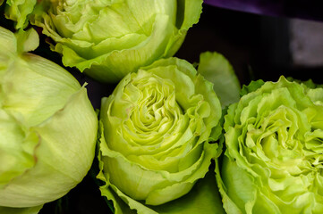 Obraz premium Close-up of green rose buds. Love, Valentine's Day