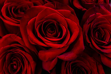 Close-up of dark red roses on a dark background. Love, Valentine's Day